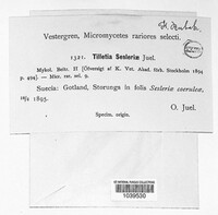 Tilletia sesleriae image